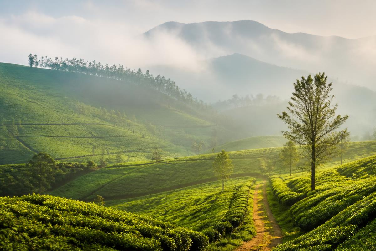 Sri Lankan tea plantation hills