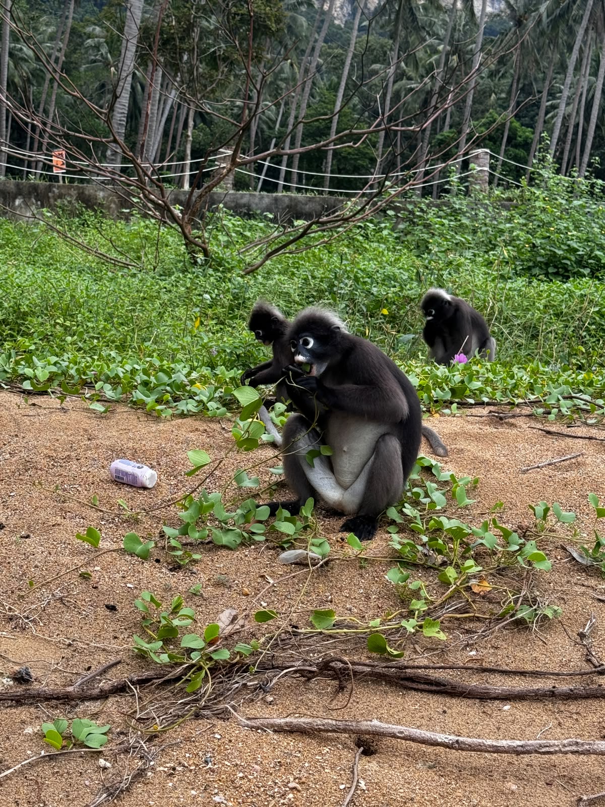 Dusky langurs on a palm-lined beach in southern Thailand